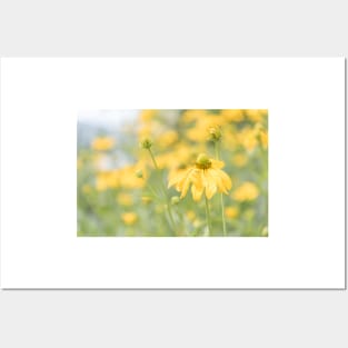 Yellow Coneflower Rudbeckia Lacinata Posters and Art